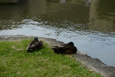 DSC_2716 (Large).JPG